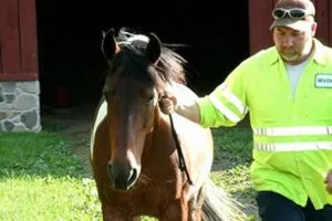 Horse farm workers 1