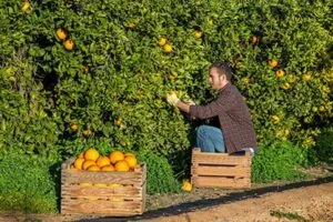 Oranges Pick Workers