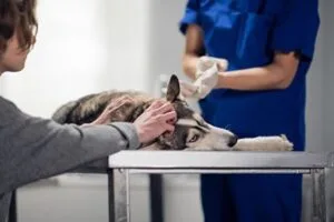veterinary paramedics in an animal clinic