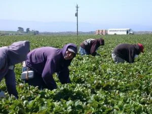 Farm laborer