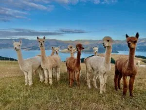 Alpaca Farm Tour Guide job in New Zealand