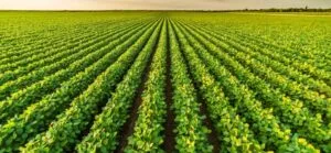 Farm Worker job in New Zealand