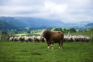 Fencer General job in New Zealand