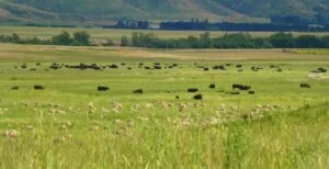 Shepherd General job in New Zealand