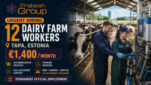 Farm worker jobs in Estonia no experience — 12 dairy farm positions in Tapa paying €1,400month with accommodation and document support, posted by Prabesh Group