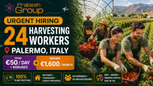 Harvesting jobs in Italy no experience — 24 positions in Palermo paying from €50day with free housing, lunch and 100% paid flights, posted by Prabesh Group