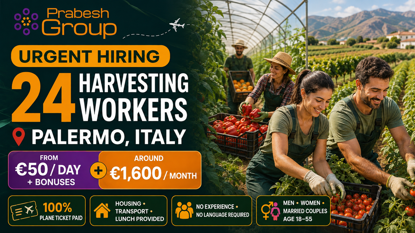 Harvesting jobs in Italy no experience — 24 positions in Palermo paying from €50day with free housing, lunch and 100% paid flights, posted by Prabesh Group
